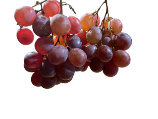 red grapes isolated on white