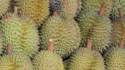 Fototapeta premium Close-up view of pile of fresh durians, showcasing their distinctive spiky skin and unique texture. Exotic Fruits and Tropical Agriculture.