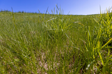spring green grass against a blue sky in sunny weather