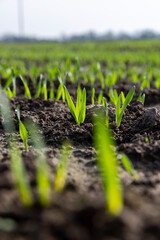 green sprouts of frost-resistant wheat, close-up
