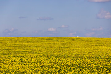 Fototapeta premium a monocultural field with rapeseed that begins to bloom