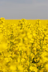 Obraz premium blue sky with clouds and yellow canola blossoms in spring
