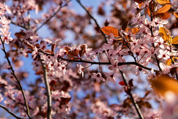 fruit trees blooming with red flowers in the garden