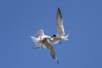 Common tern