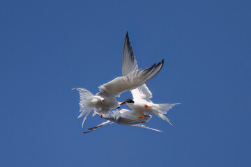 Common tern