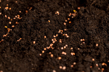 seeds of the same radish variety sown in fertile soil