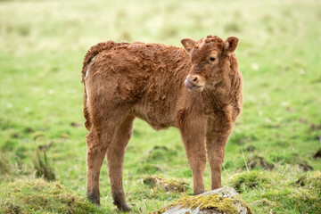 A brown calf, close up, in a field in Scotland, uk in the Summertime