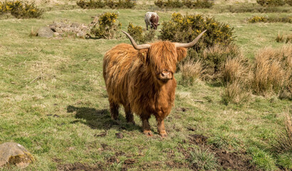 Highland Cow in a field