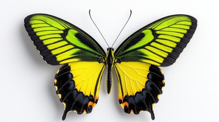 Obraz premium A photostock images of green and yellow butterfly on white, isolated on white background, High Quality
