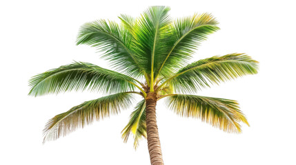 Obraz premium PNG Green Palm Tree Leaves Against Black Background Isolated on Transparent Background