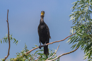 cormorant in a tree