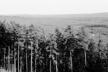 pine forrest near Stare Splavy in Czechia on 12. August 2024 on black and white film - blurriness and noise of scanned 35mm film were intentionally left in image