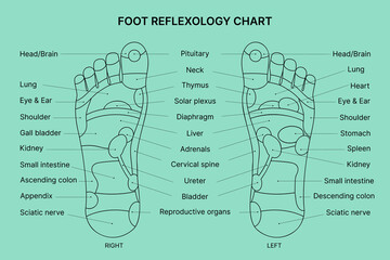 Foot reflexology chart. Vector illustration. 