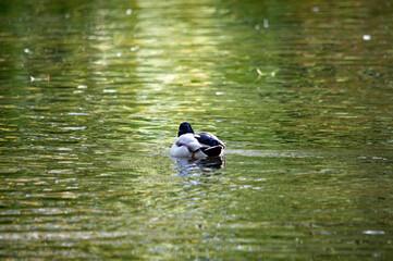 Einsame Stockente auf einem weitläufigen Gewässer