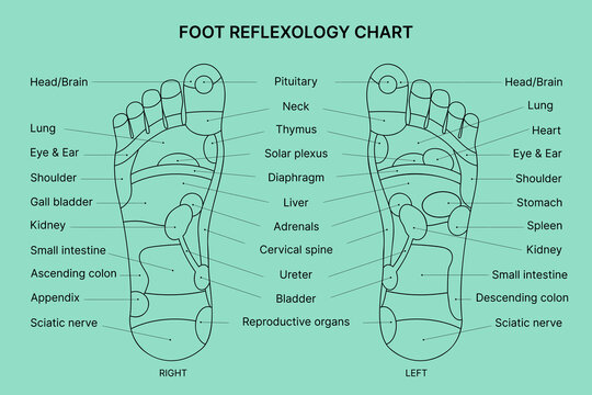 Foot reflexology chart. Vector illustration. 