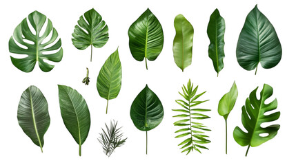 PNG Tropical Leaves Collection: A Visual Symphony of Green Isolated on Transparent Background
