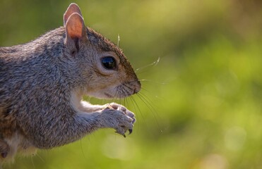 squirrel in the forest