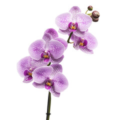 orchids flower on a transparent background