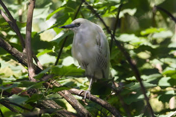 miniwhite heron