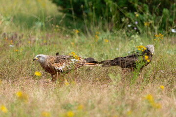 Milan royal,.Milvus milvus , Red Kite
