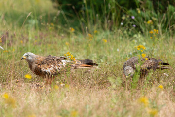 Milan royal,.Milvus milvus , Red Kite