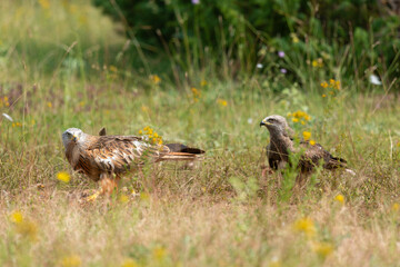 Milan royal,.Milvus milvus , Red Kite