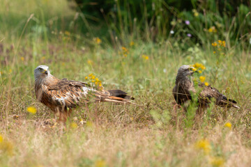 Milan royal,.Milvus milvus , Red Kite