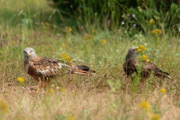 Milan royal,.Milvus milvus , Red Kite