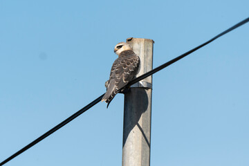 Elanion blanc, .Elanus caeruleus, Black winged Kite