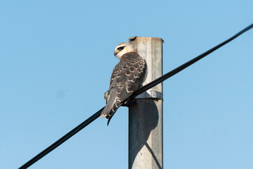Elanion blanc, .Elanus caeruleus, Black winged Kite