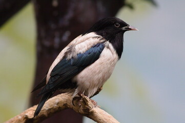 magpie crow
