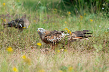 Milan royal,.Milvus milvus , Red Kite