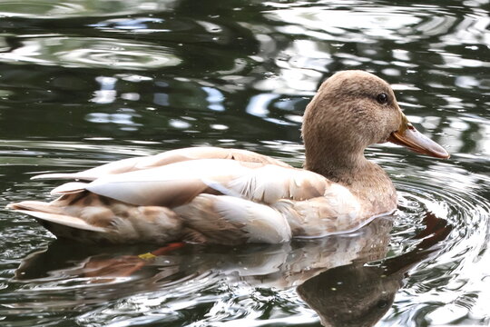 leucistic mallard female