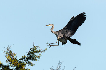 Héron cendré, Ardea cinerea, Grey Heron