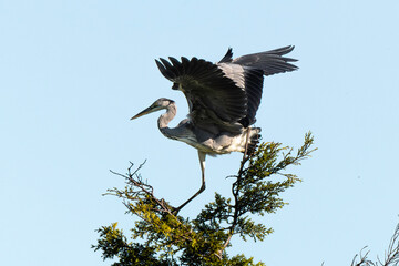 Héron cendré, Ardea cinerea, Grey Heron