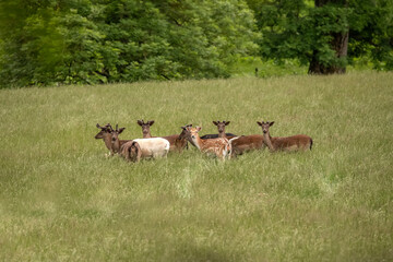 Fallow deer juveniles in a field in Scotland