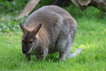 Swamp wallaby