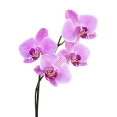 Fototapeta premium orchids flower on a transparent background