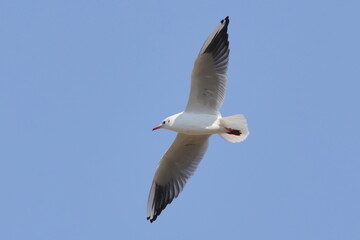Gull flight