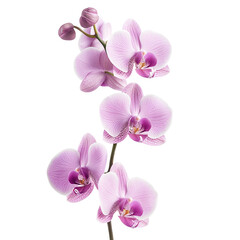 orchids flower on a transparent background