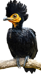 Obraz premium Northern Helmeted Curassow Bird, in Transparent PNG Background, Wallpaper, Cover and Screen for Smartphone, PC, Laptop, Transparent PNG.