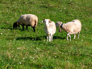 Brebis en Couserans