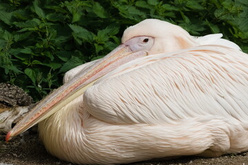Flamingo at Rest