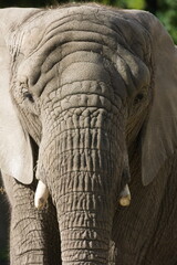 Fototapeta premium Elephant Charge
