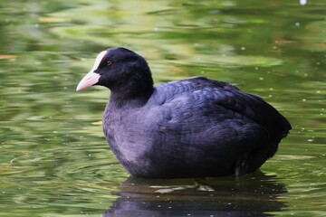 Coot