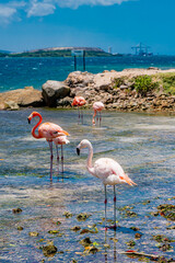 Flamingos on the beach in Aruba.