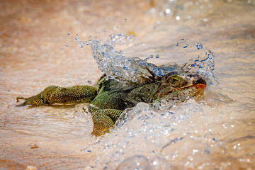 An iguana cools off in the water on the coast of Aruba.