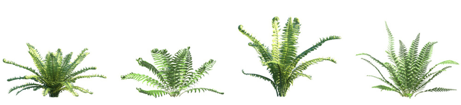 Set of Polystichum Setiferum (the soft shield fern) and Matteuccia struthiopteris frontal isolated png on a transparent background perfectly cutout high resolution