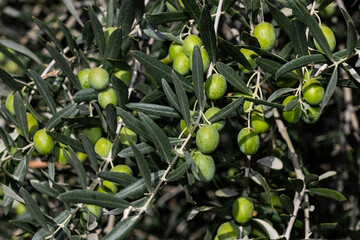 Green olive fruits on a branch among green leaves.
