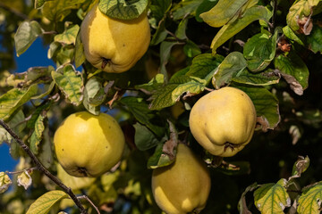 Ripe quince fruit between the leaves on the branch of a quince tree.